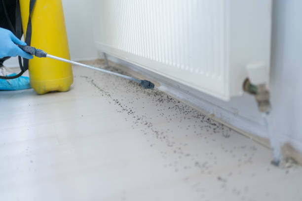 Professional Pest Control in Gallitzin, PA